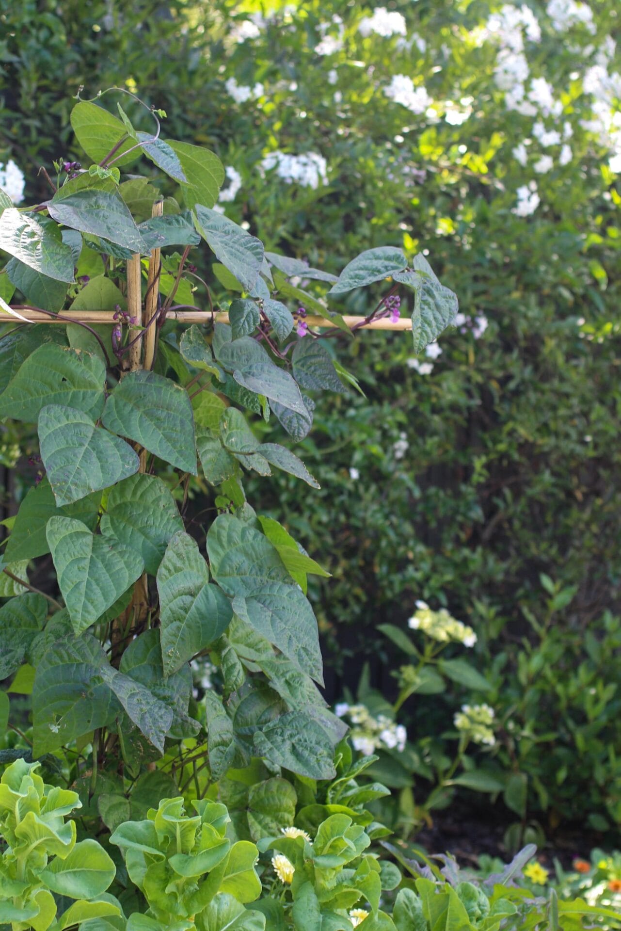 Vertical growing in a raised garden bed