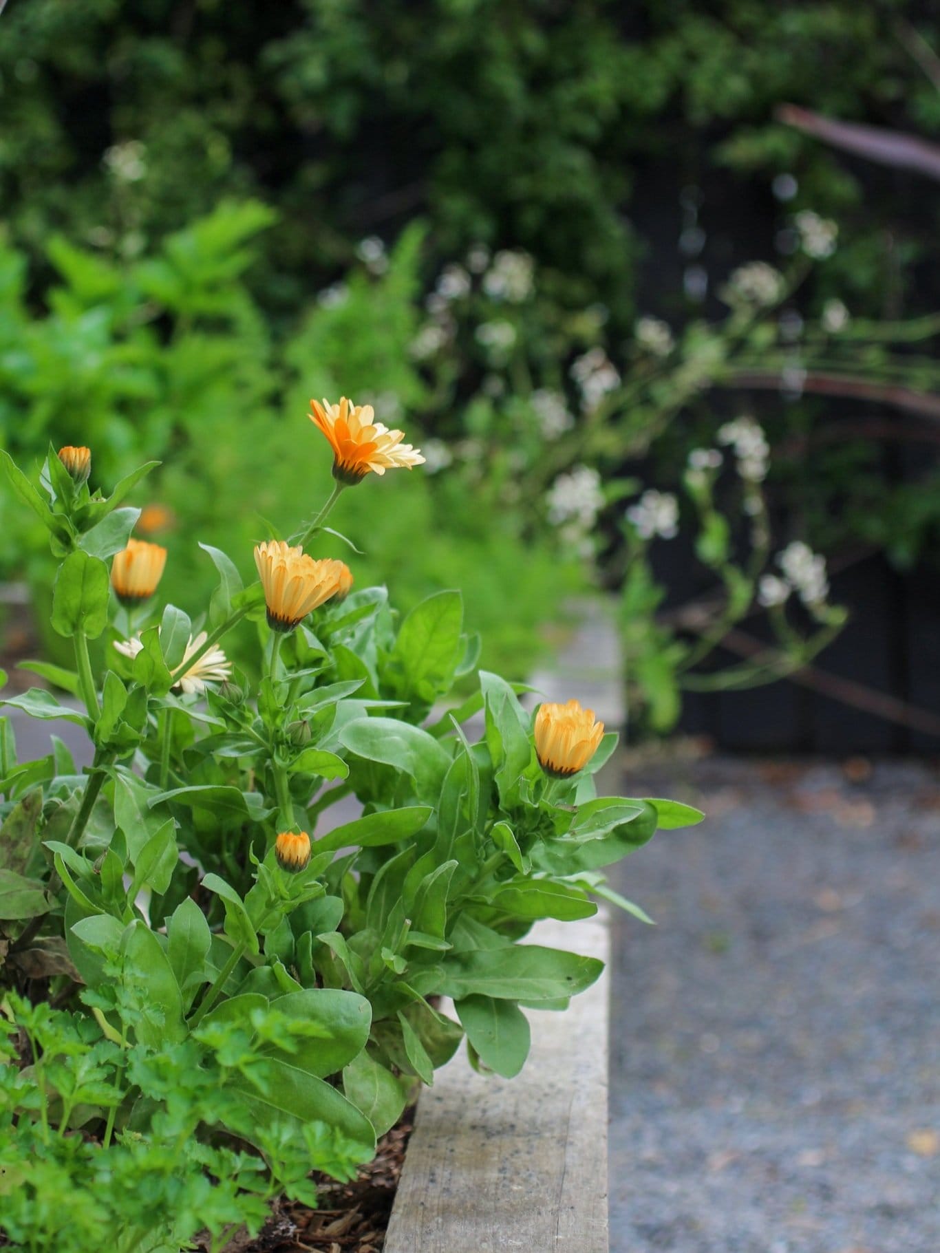 Calendula in raised garden bed