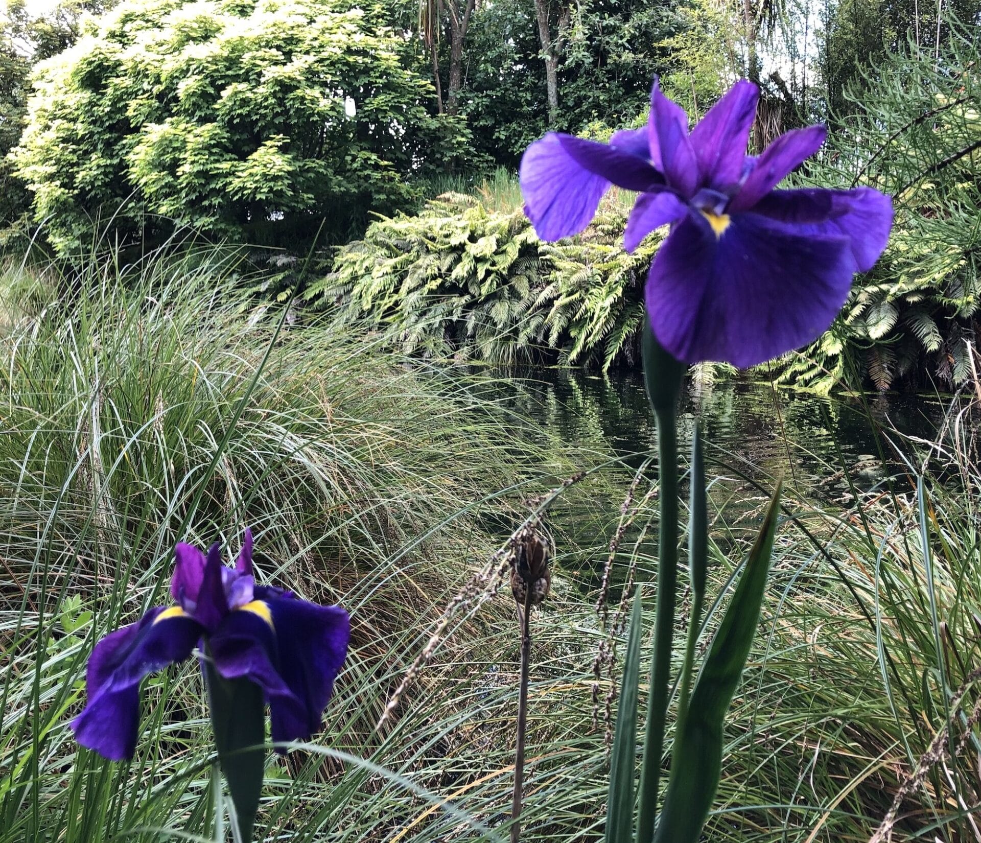 IRIS ENSATA | Drought tolerant plants