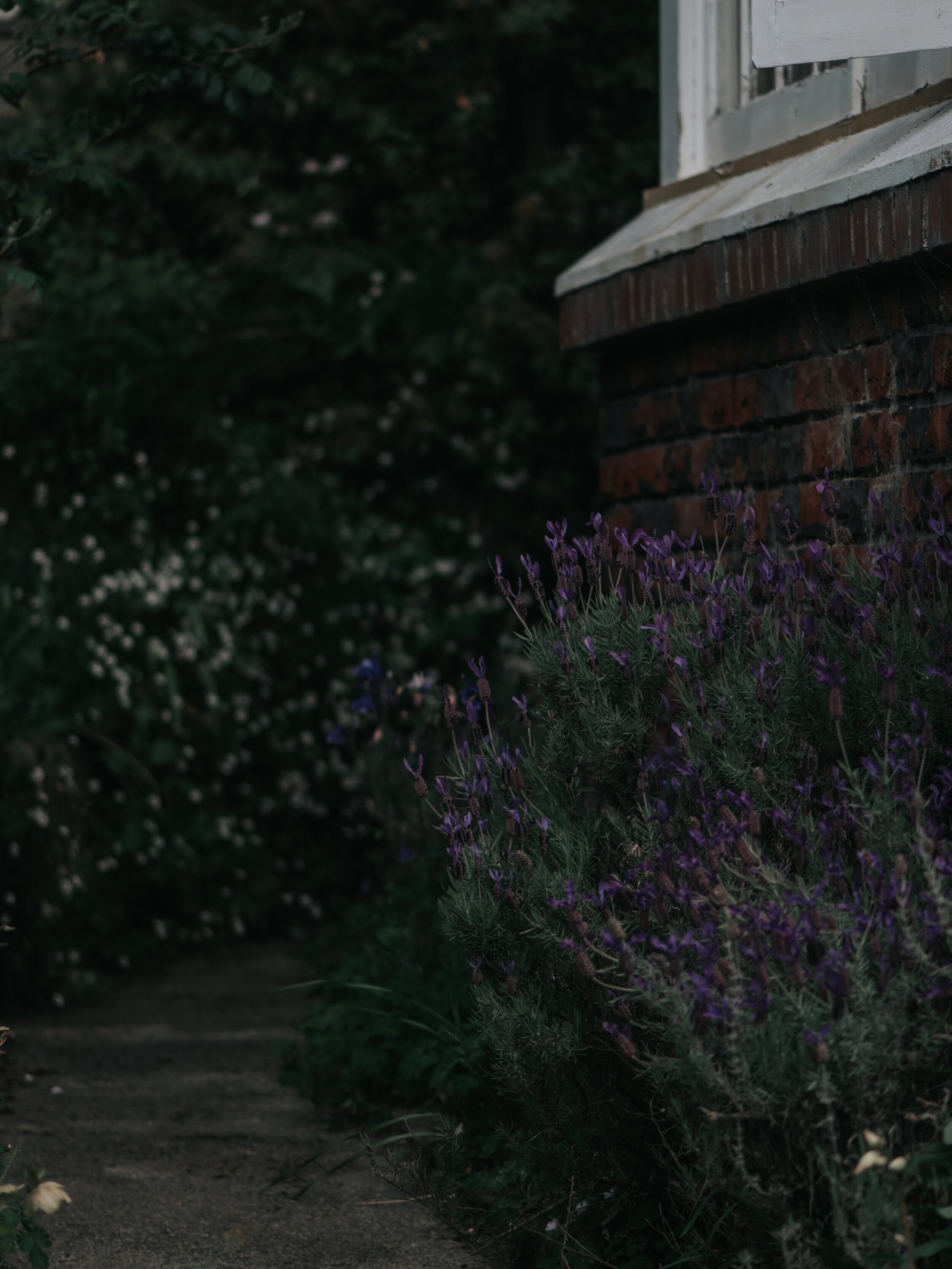 LAVENDER GARDEN