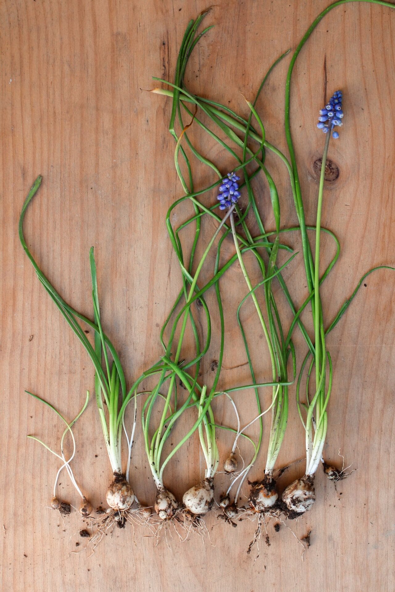 Muscari Bulb Division Muscari Bulb Division - Plant Propagation