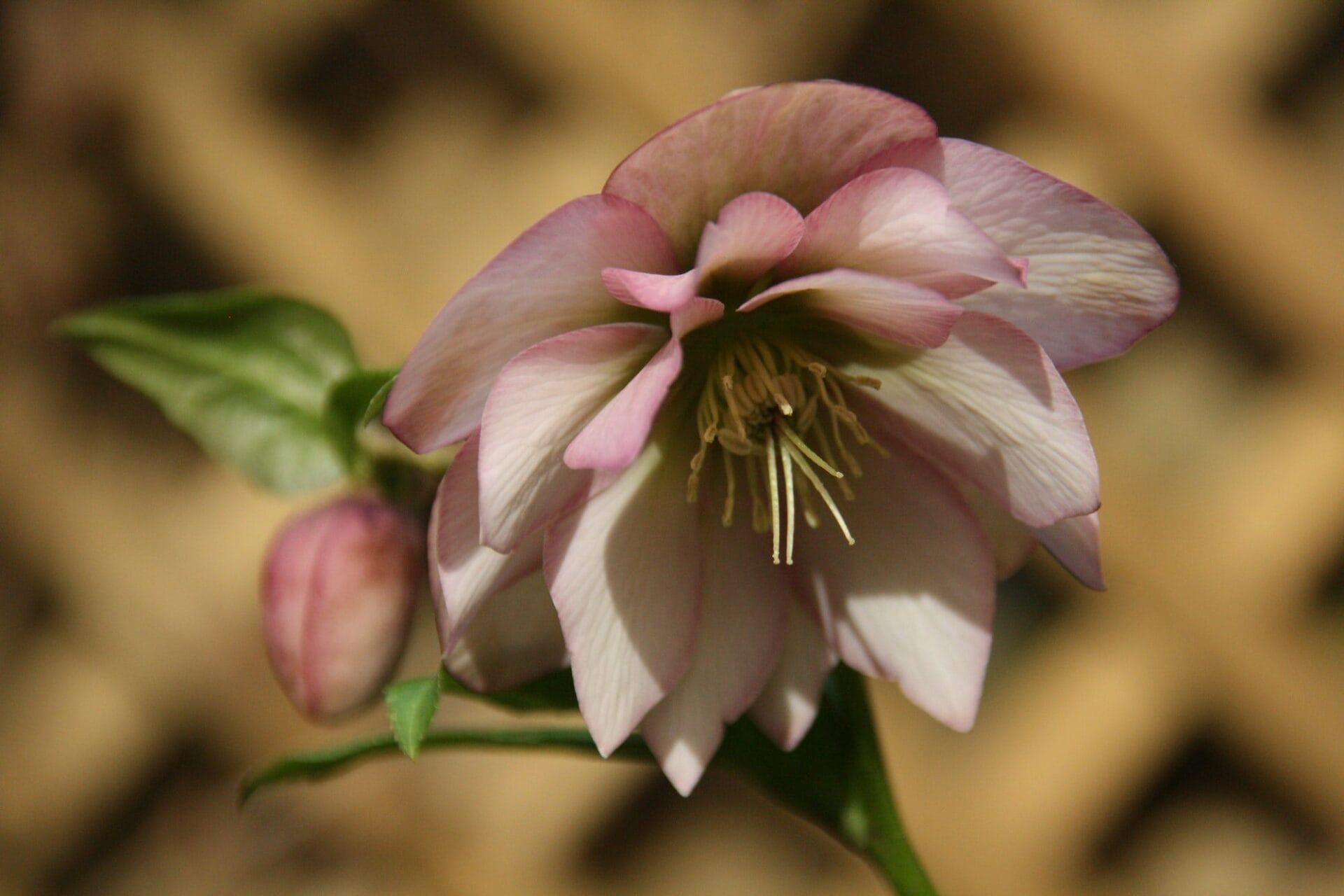 A pale pink double bloom ‘helleborus x hybridus’