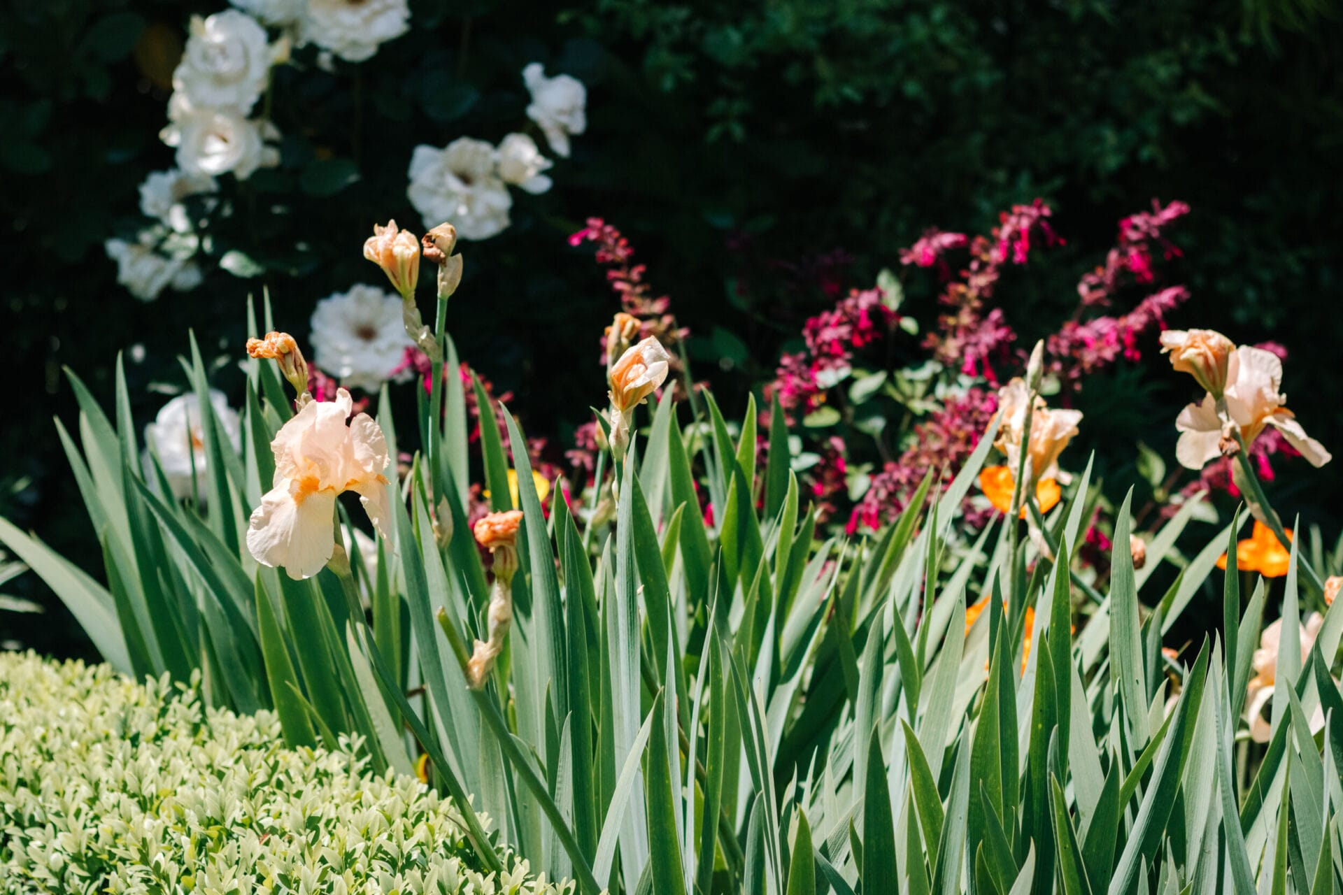 Peach irises in bloom