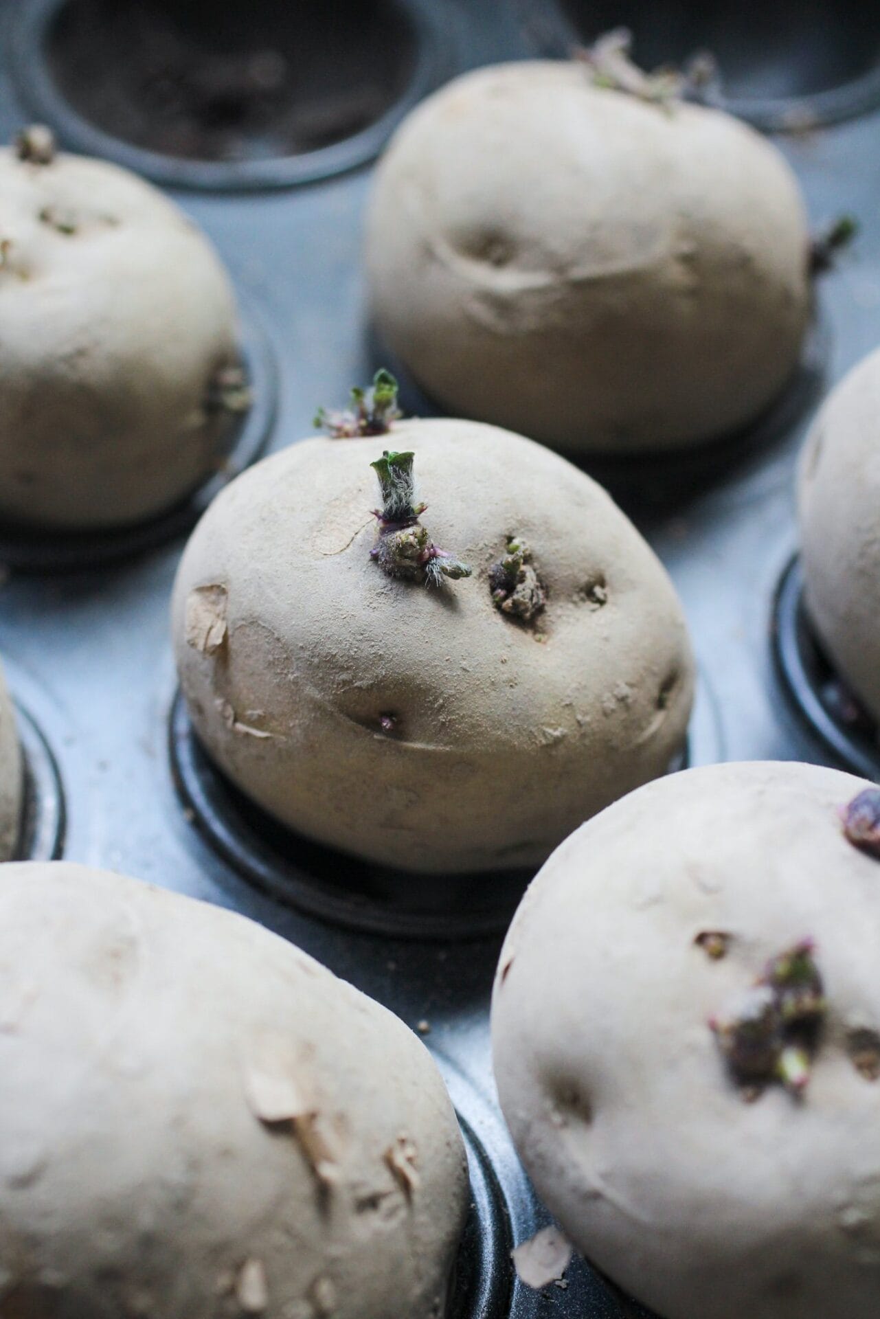 Potato tuber (seed potato) with shoots Potato tuber (seed potato) with shoots