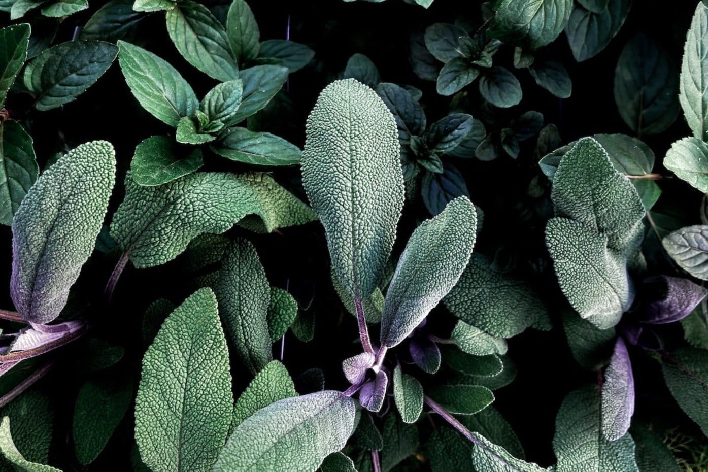 Sage - drought tolerant plant