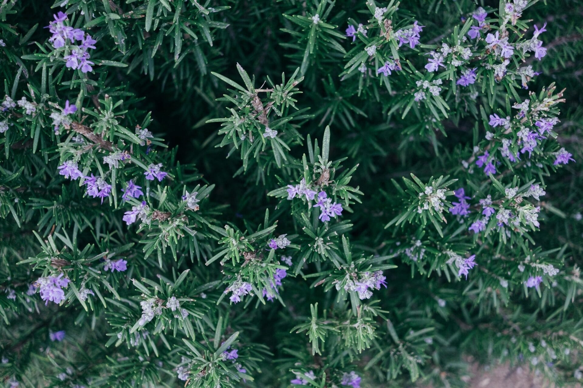 ROSEMARY | Drought tolerant plants