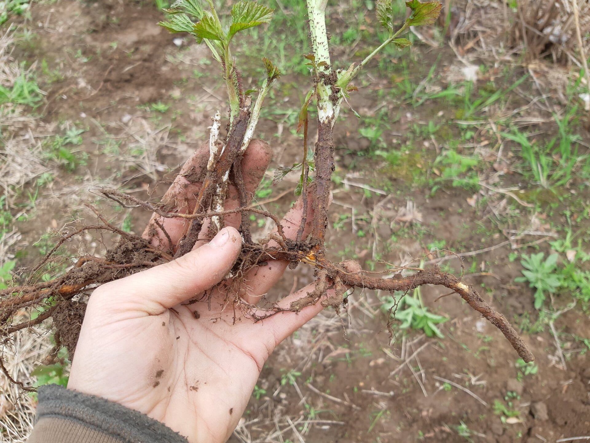 Raspberry sucker propagation Raspberry sucker propagation