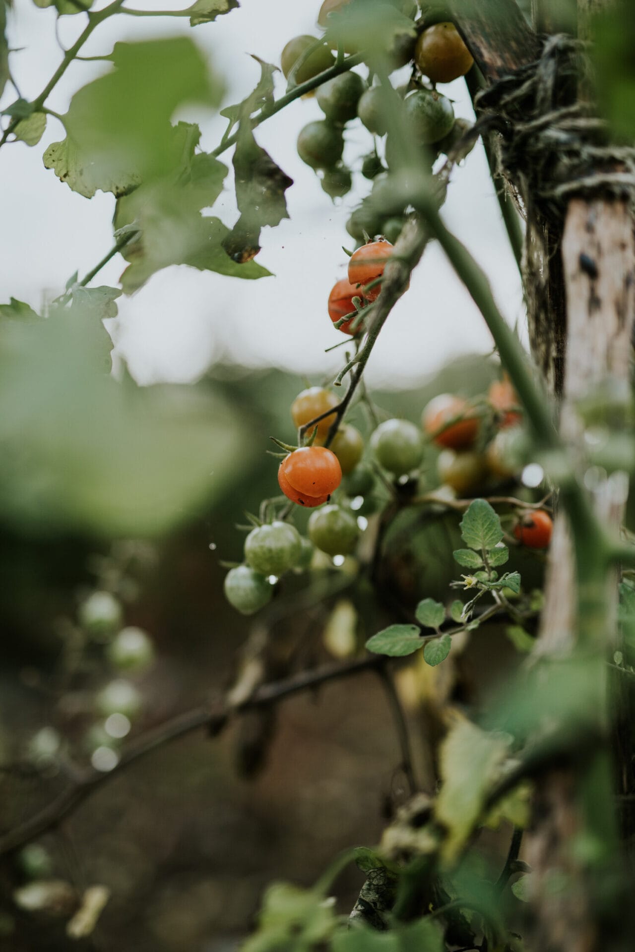 Photo by Camilla Jørvad