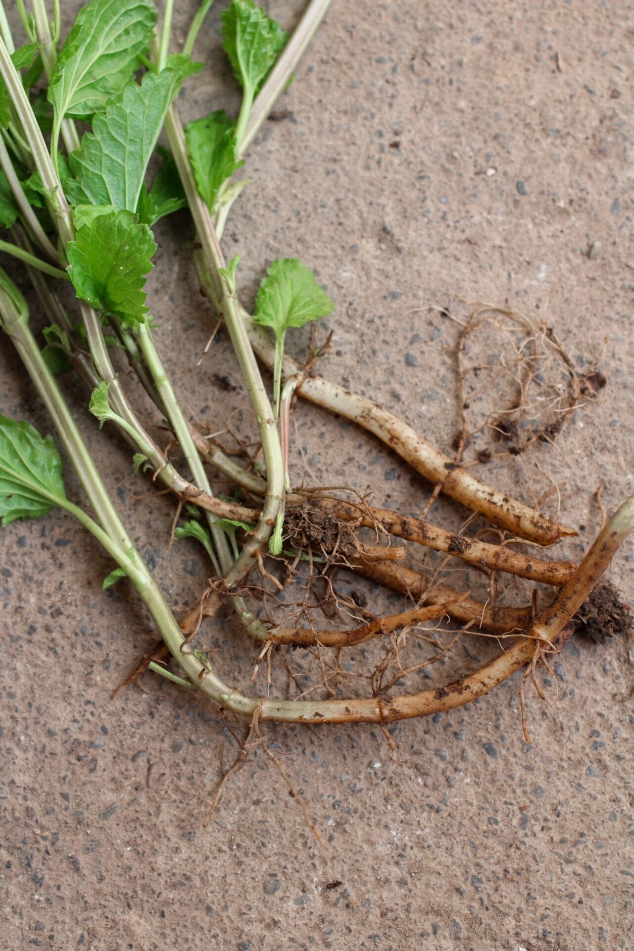 Salvia uliginosa runners