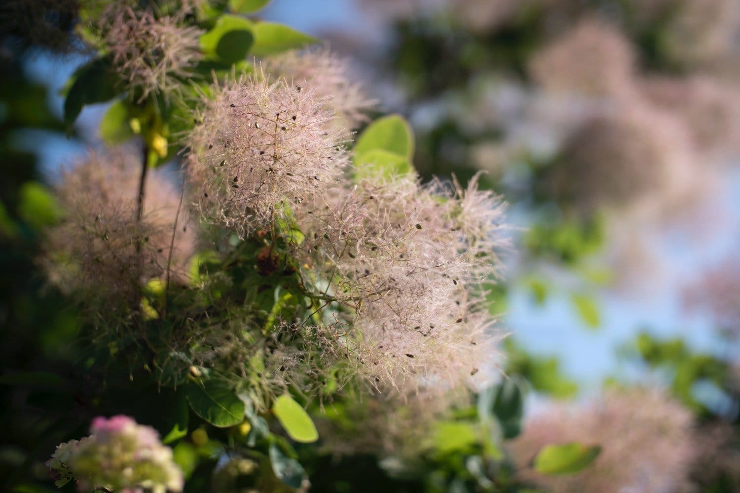 Smoke bush - drought tolerant plants