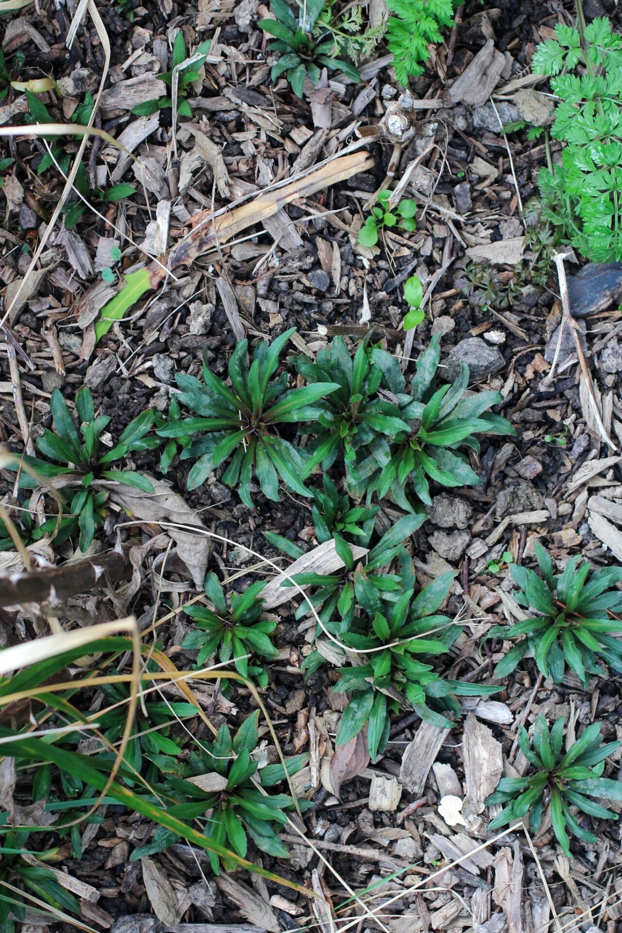 Solidago spreading by underground runners Solidago spreading by underground runners