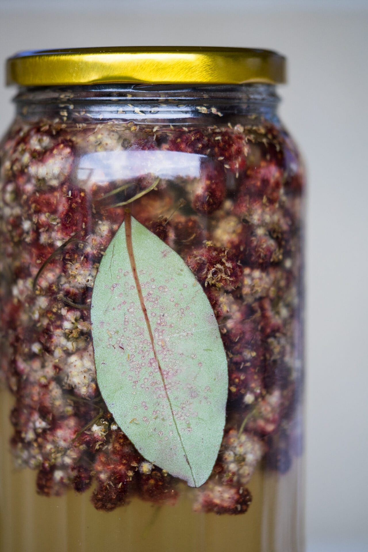 Staghorn Sumac- Sophie Merkens (11 of 11).jpg