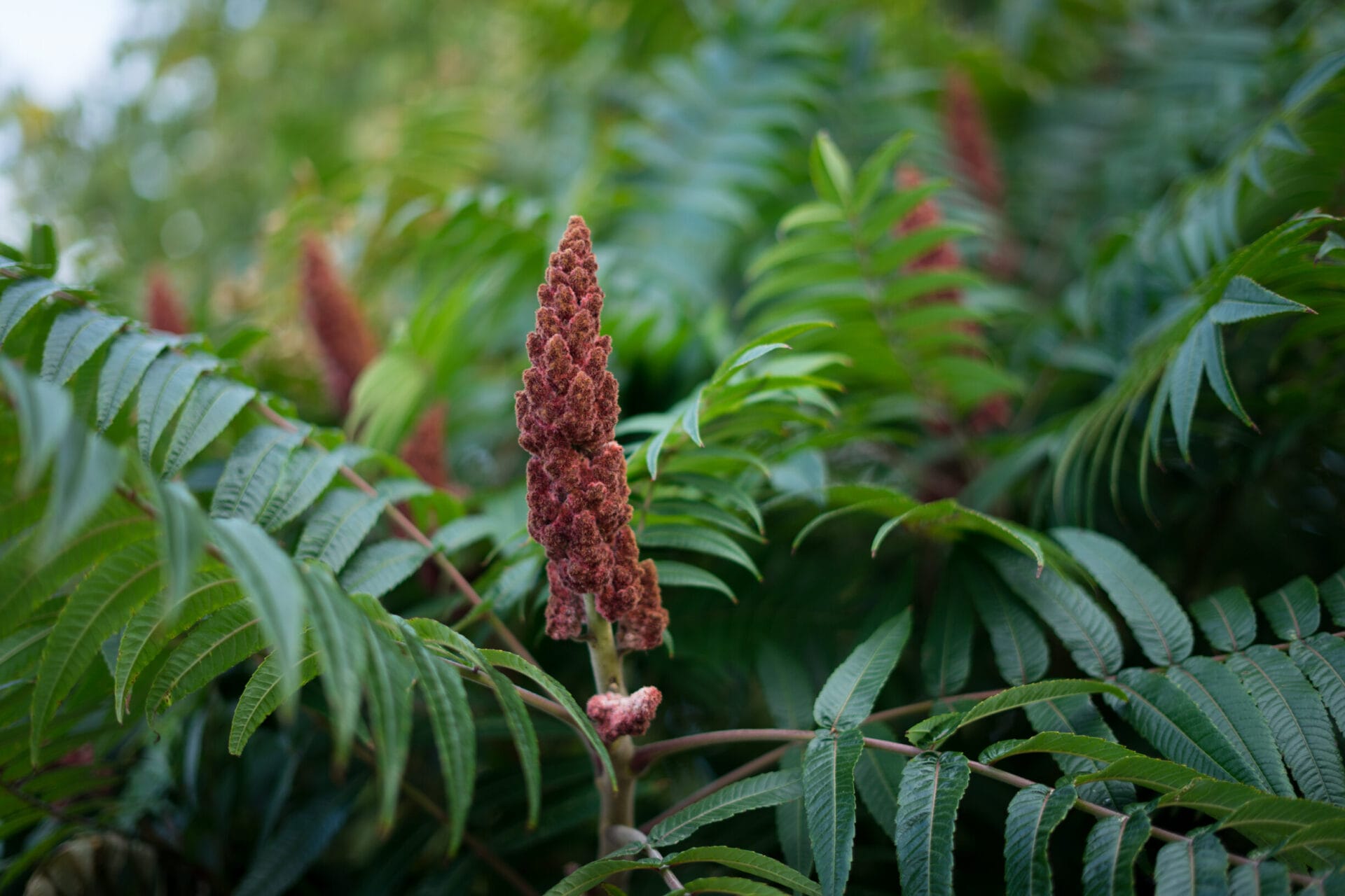 Rhus typhina, an edible sumac variety found in Aotearoa, New Zealand.—My brain must’ve squirreled away that Facebook post, the image of the edible sumac’s bright red fruit and fuzzy berries, or ‘drupes’ as they’re called. About six months later, as summer returned to Ōtautahi, I spotted some sumac along my usual foraging route. I was completely surprised. The moment of discovery, that childlike delight, there it was, once again.&nbsp;I walked home at double pace, almost giddy, to confirm the ID. After a bit of online research I was confident I’d found staghorn sumac (Rhus typhina). The next time I returned to the plant, I had a new friend, Sophie Merkens, in tow. (We’d coincidentally met in a Facebook foraging group.)