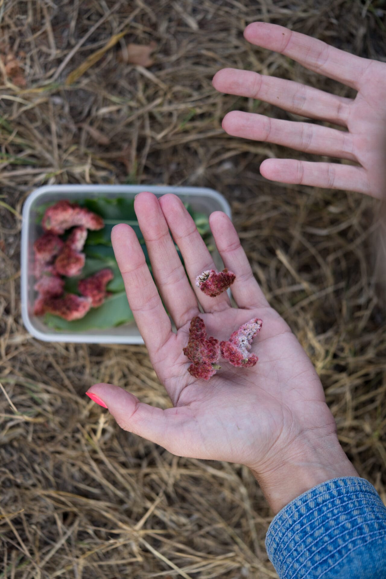 Staghorn Sumac- Sophie Merkens (3 of 11).jpg