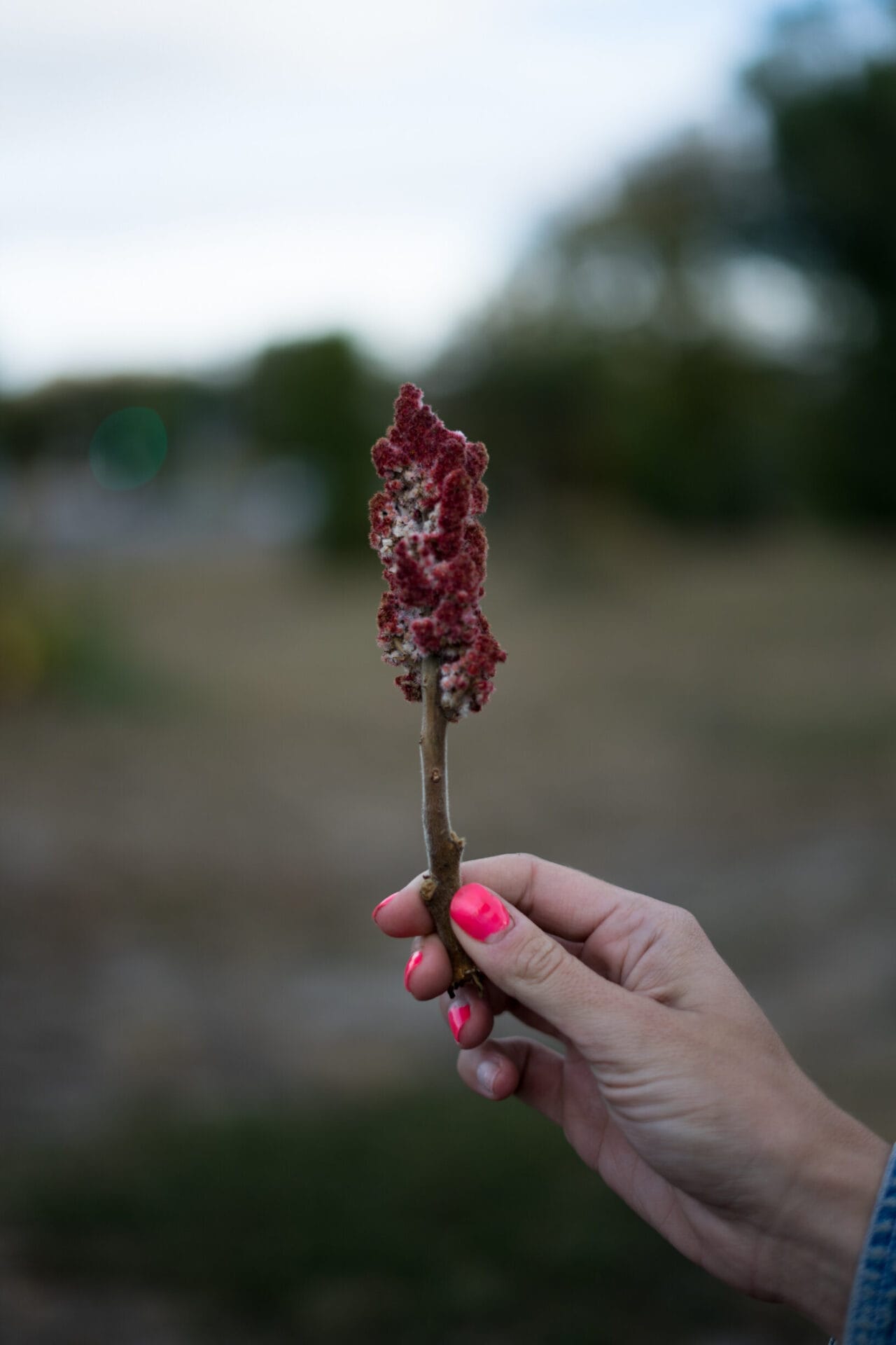 Staghorn Sumac- Sophie Merkens (5 of 11).jpg