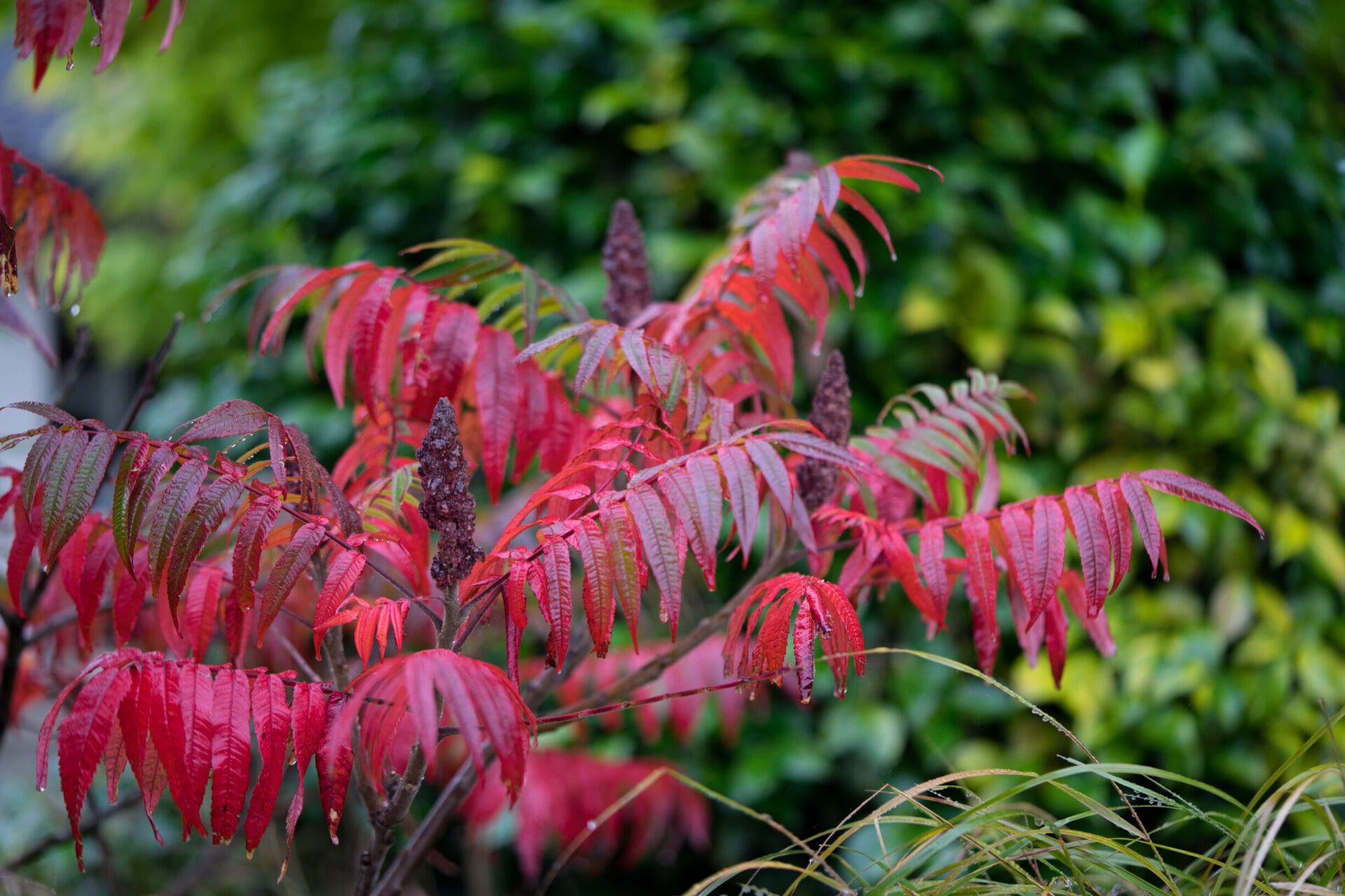 Staghorn sumac’s leaves go brilliant red as colder temps set in.—