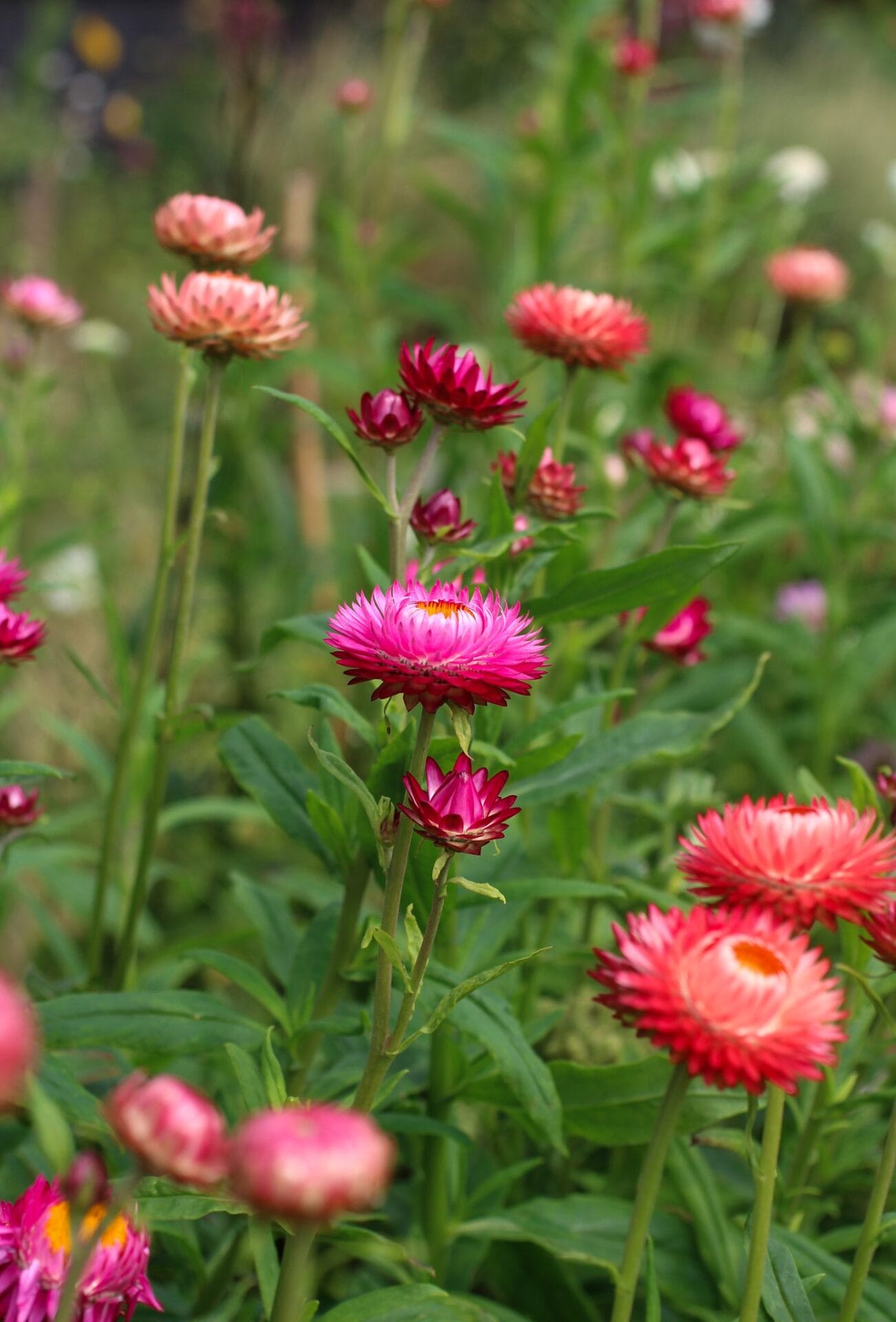 Strawflowers.jpg