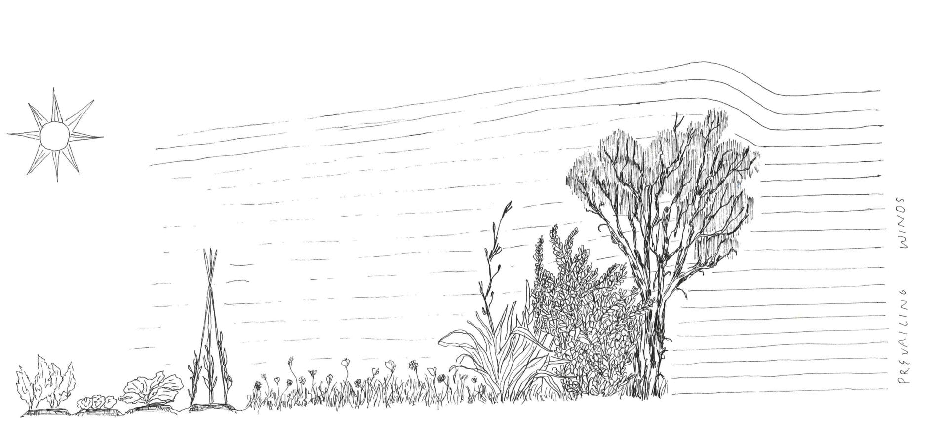 A native windbreak reducing the impact of the prevailing winds on the garden. Note that the garden beds are oriented east to west for maximum sun hours. | Illustration by Bianca Rocca