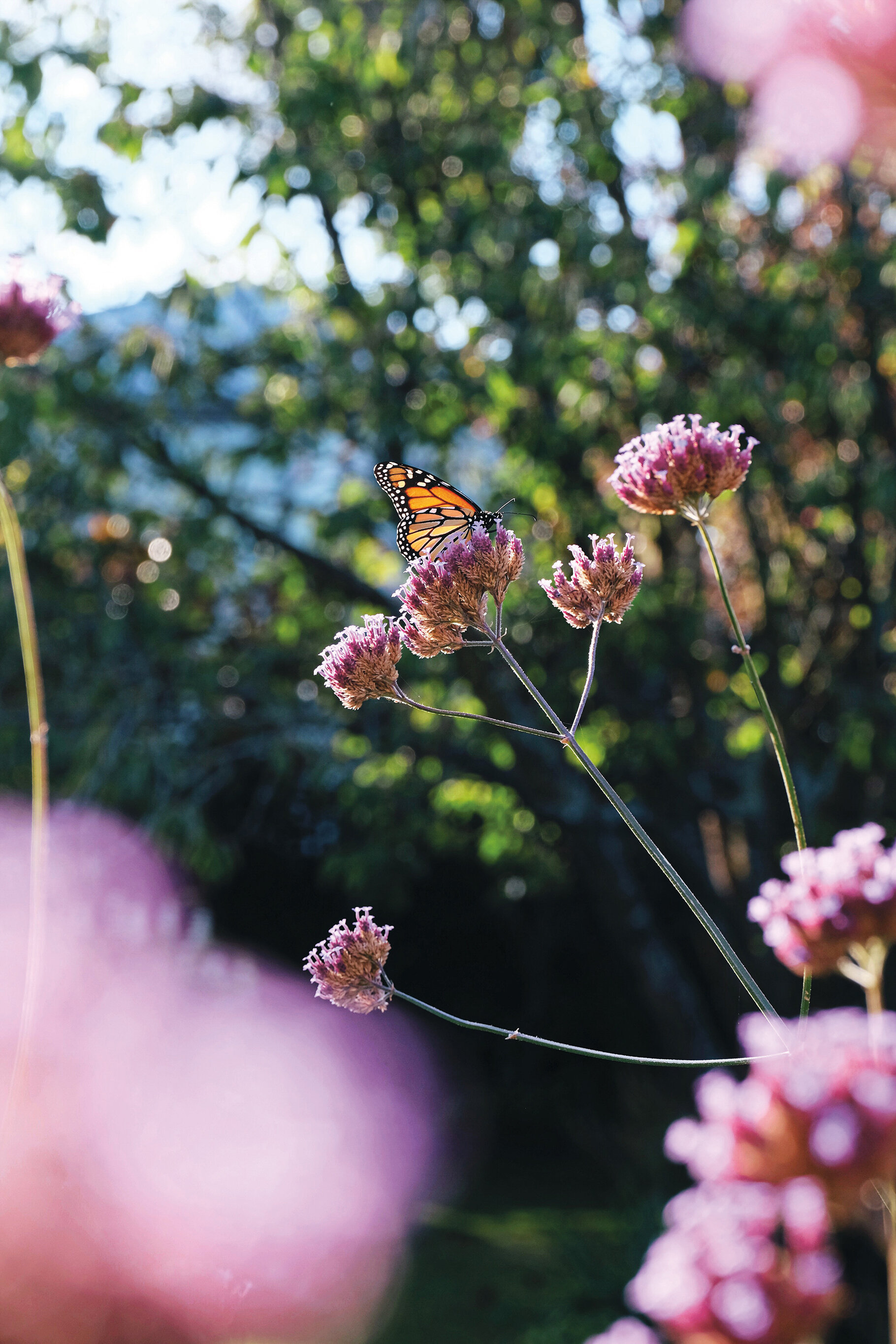 Verbena bonariensis and its interesting blooms that produce new flowers while forming seed below them as the season goes on.&nbsp;