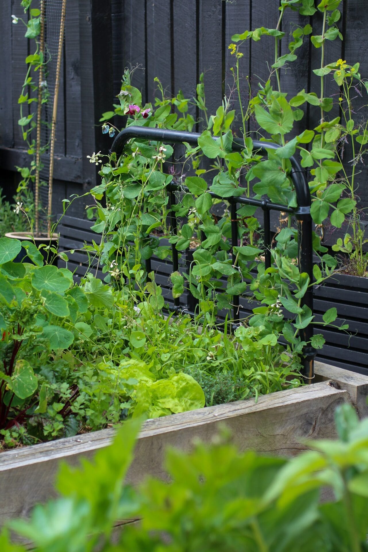 Raised vegetable garden with bedhead climber