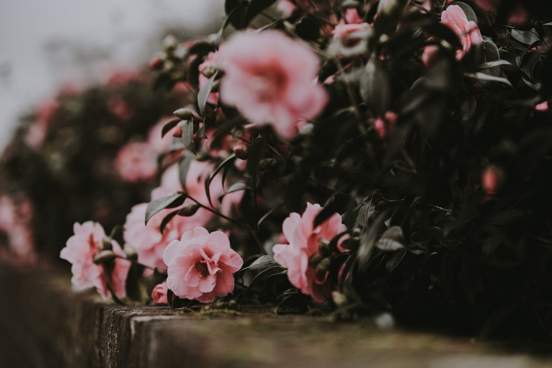 WINTERFLOWERS-Camellias-SageJournal
