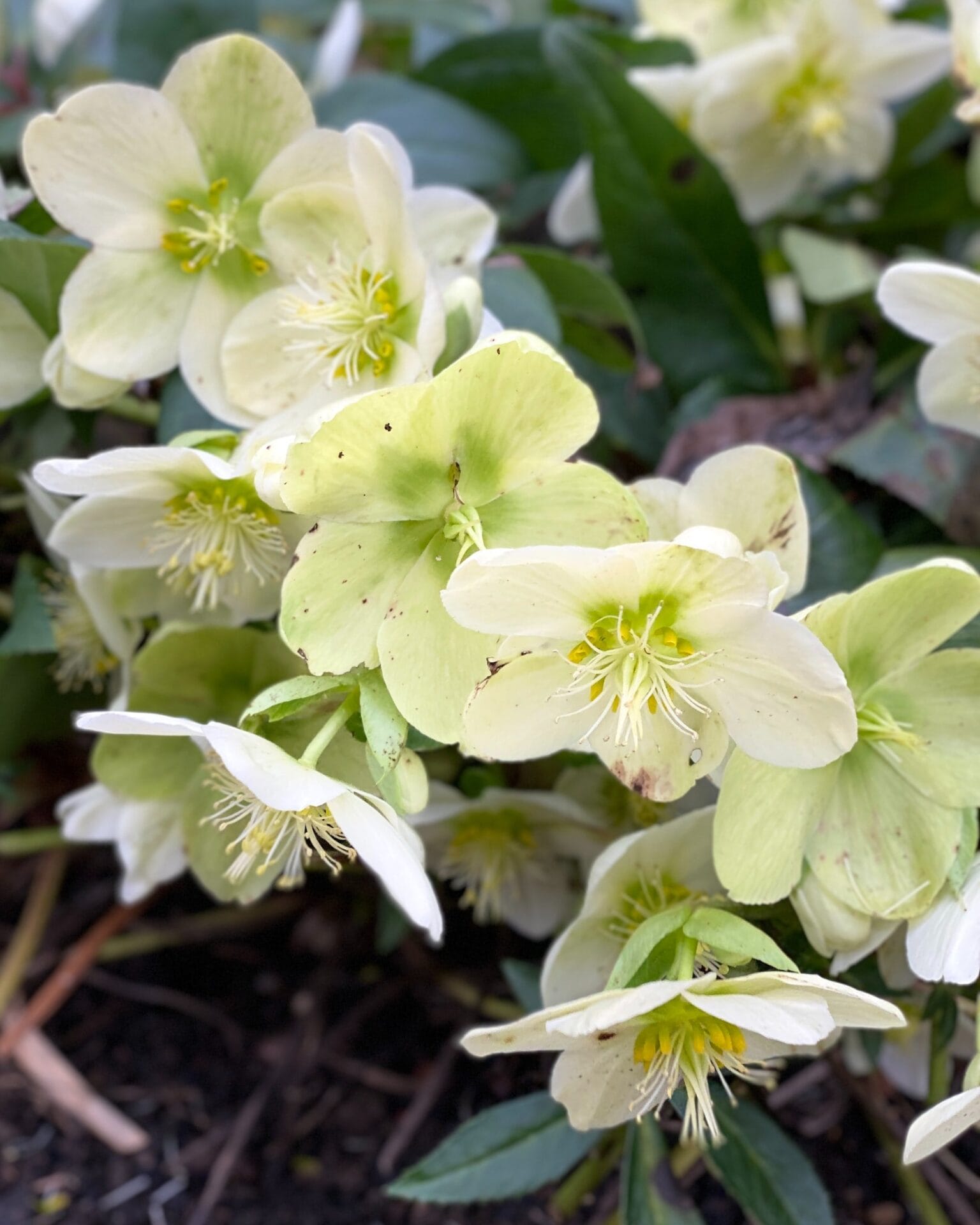 White and pale green hellebores