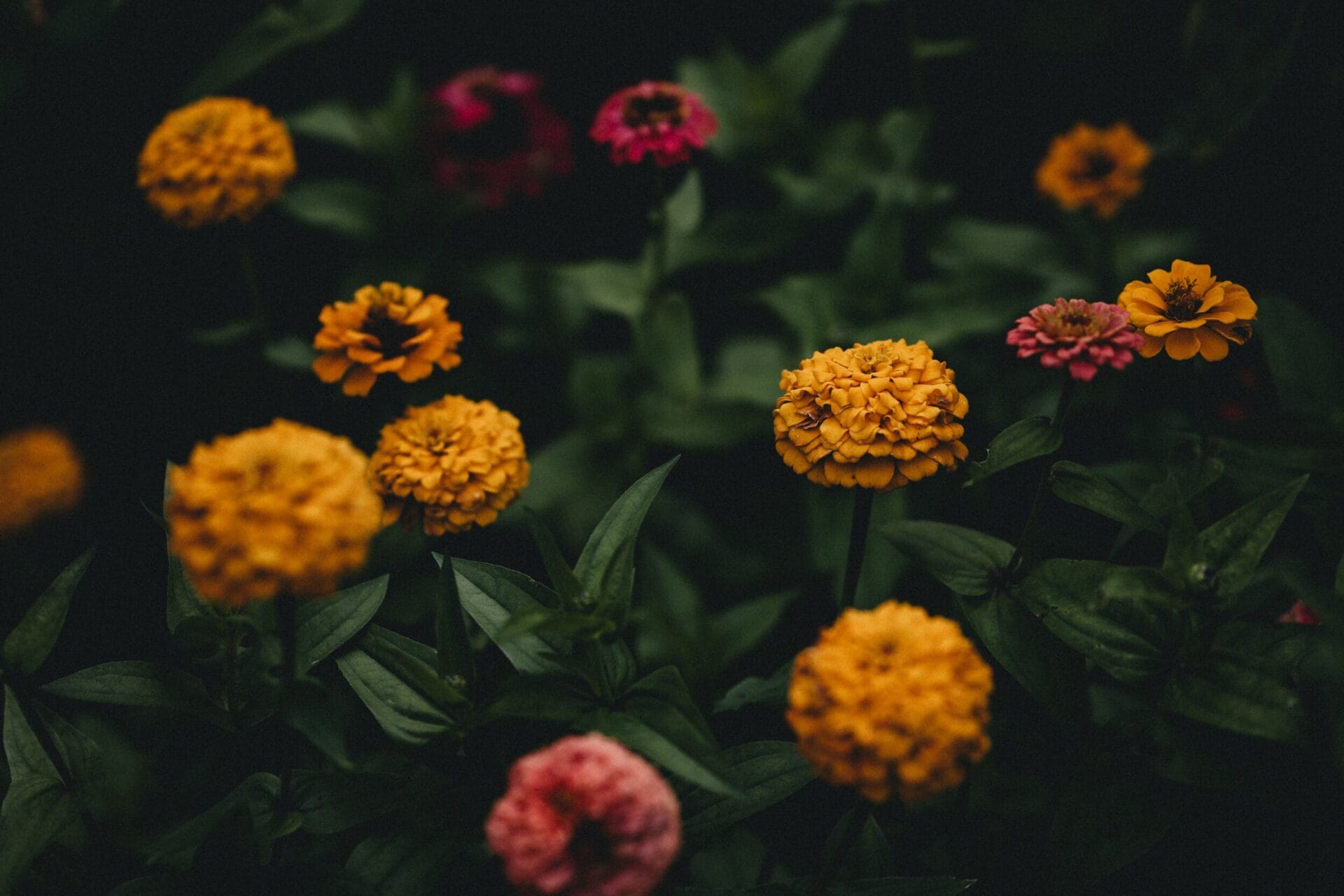 Zinnia7CDecemberGardeningGuideformat2500w