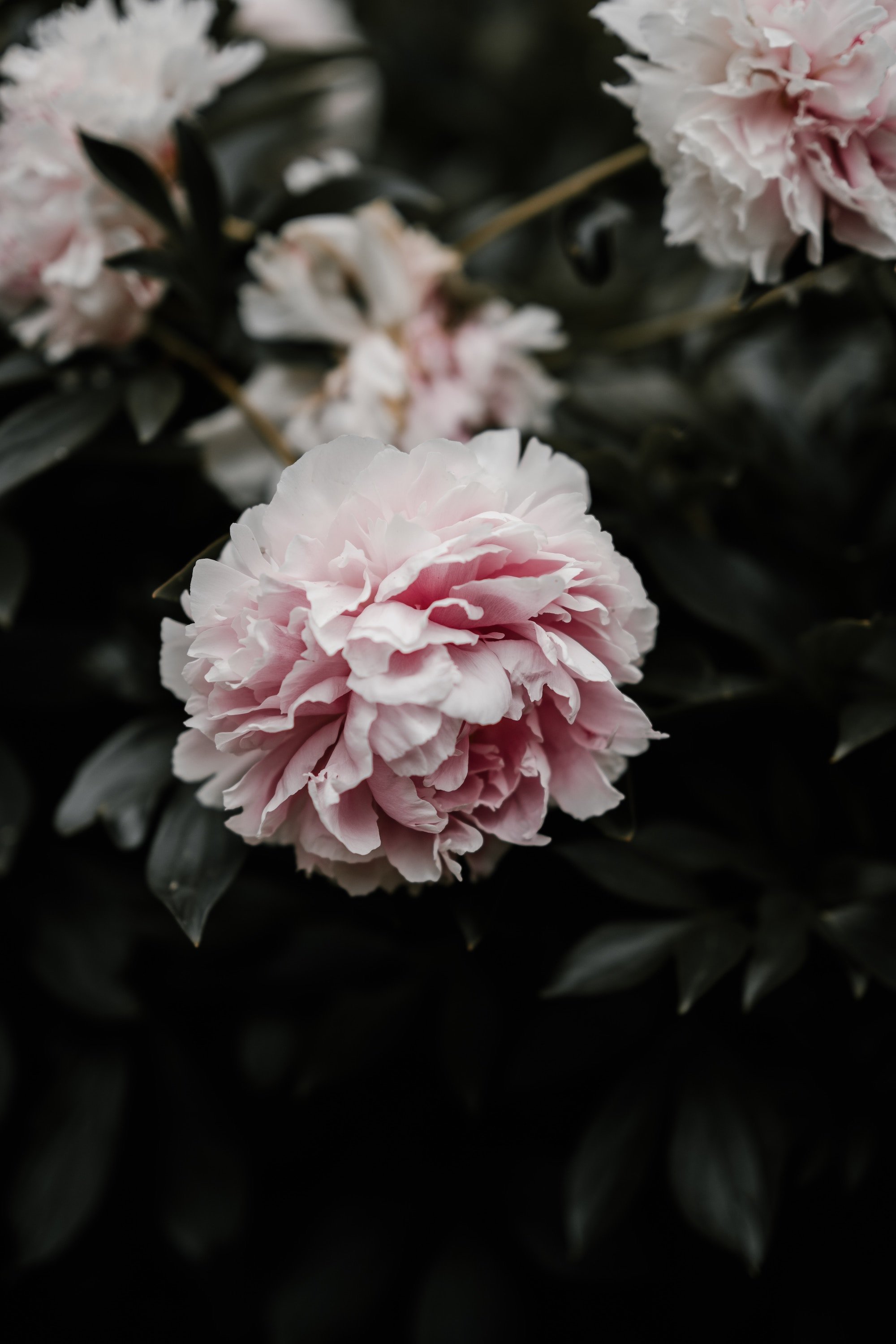 annie-spratt-EUIACeVxJYw-unsplash.jpg