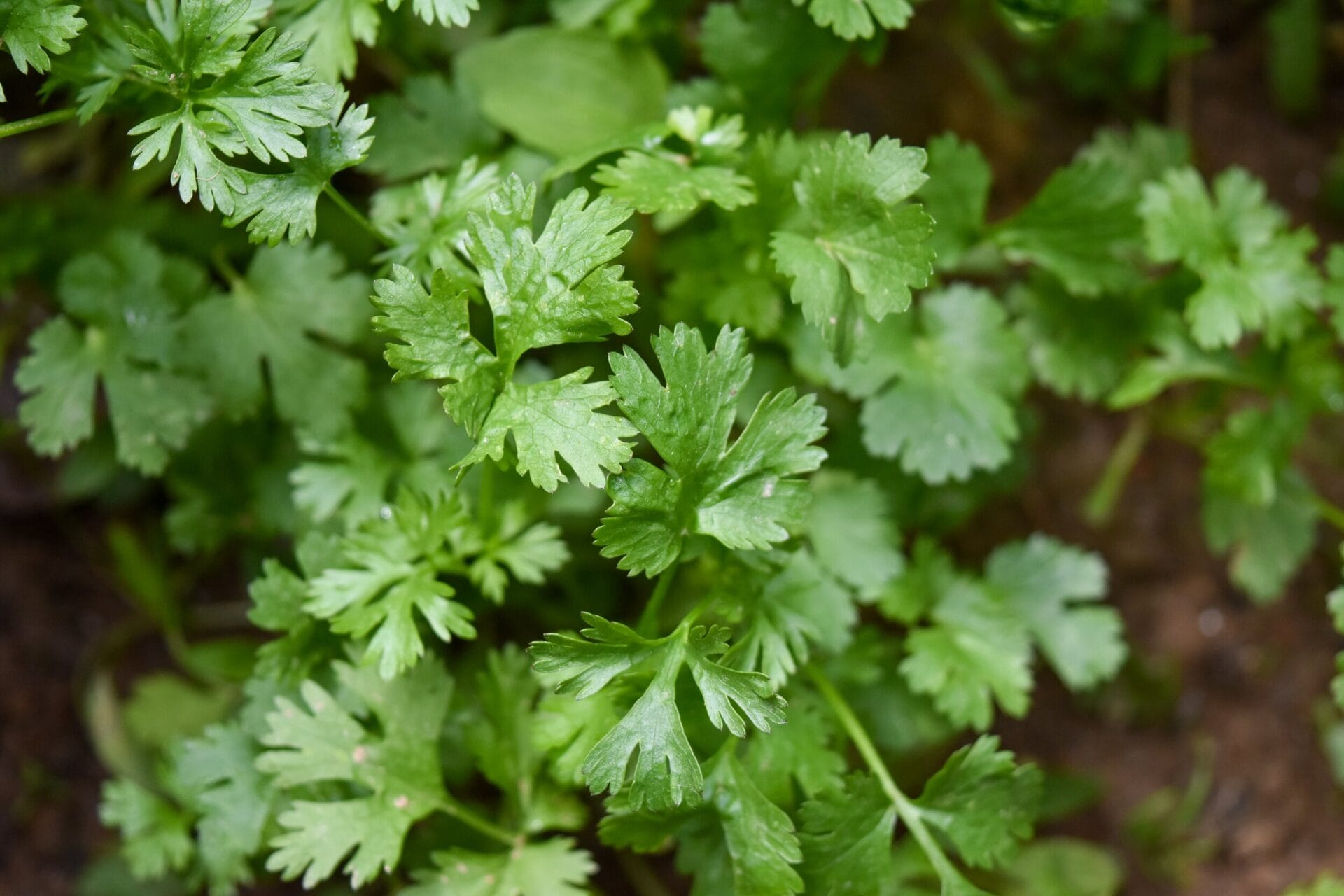 How to Grow: CORIANDER