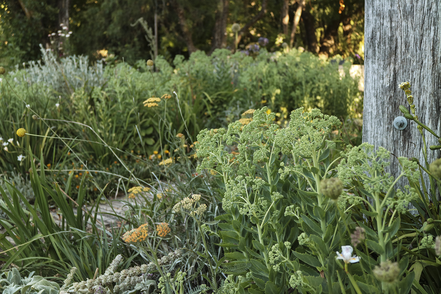 Drought tolerant sedum garden Drought tolerant sedum garden