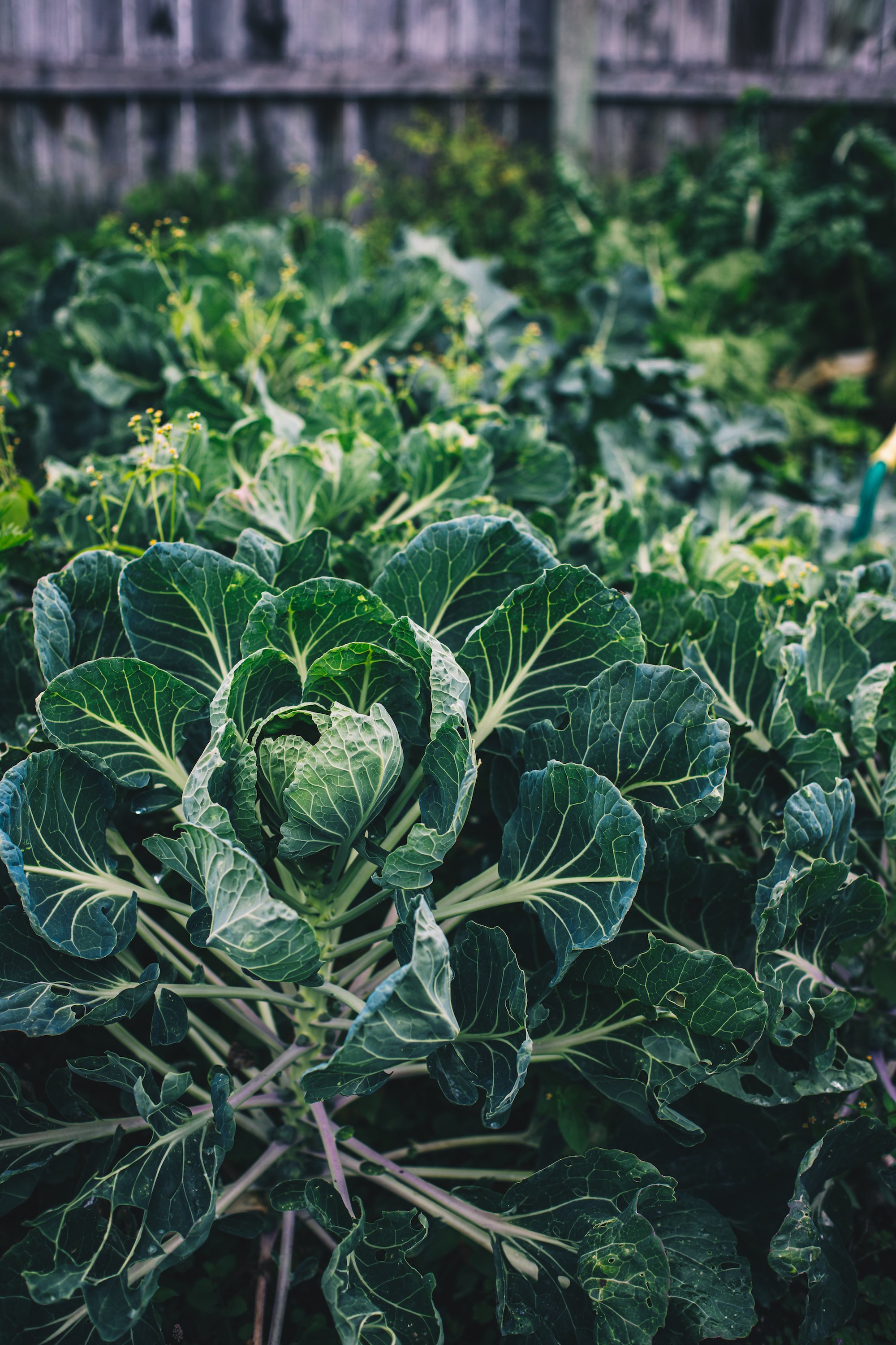 garden_01.jpg
