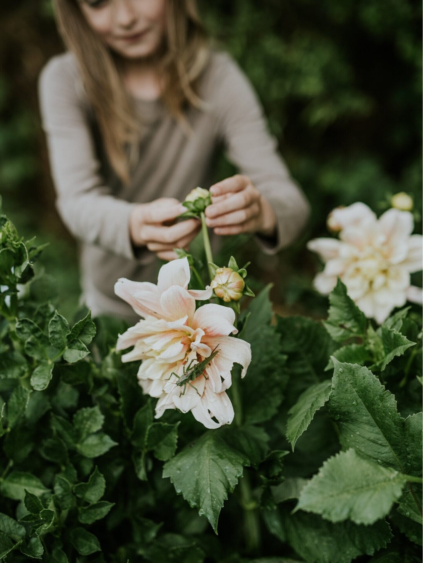 Multiple varieties of dahlias stand tall in the Sigridsminde cut flower garden.