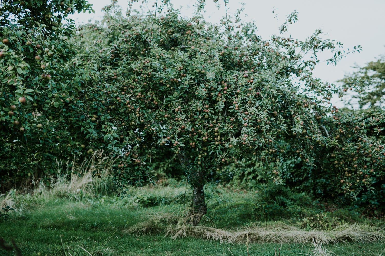 Camilla suggests using apple or plum trees for structure within a cottage garden.