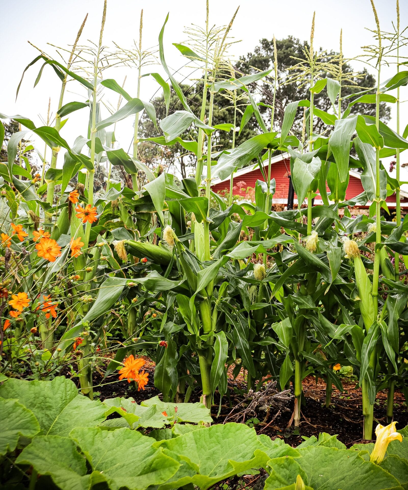 page 223. CROPS sweetcorn 2.jpg