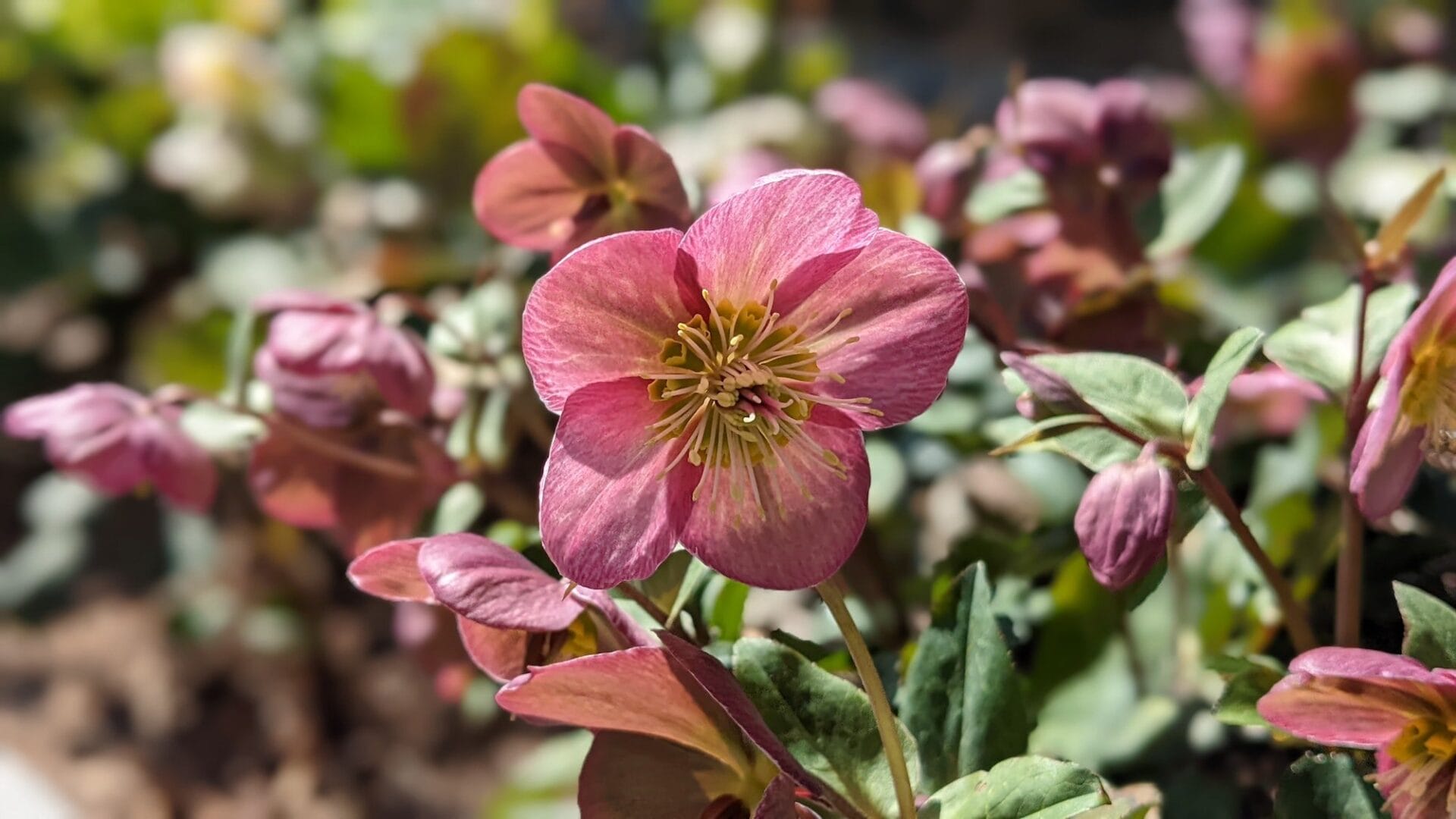 Pink hellebore in bloom