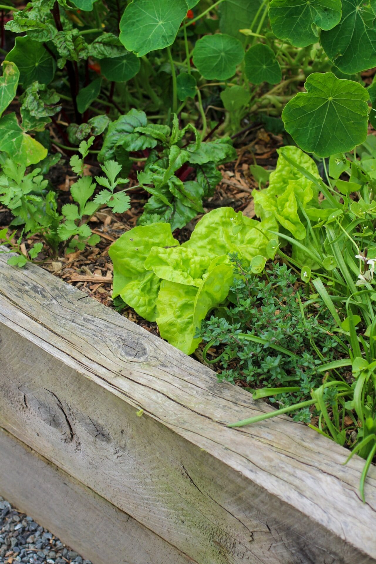 Raised garden bed salad greens and herbs