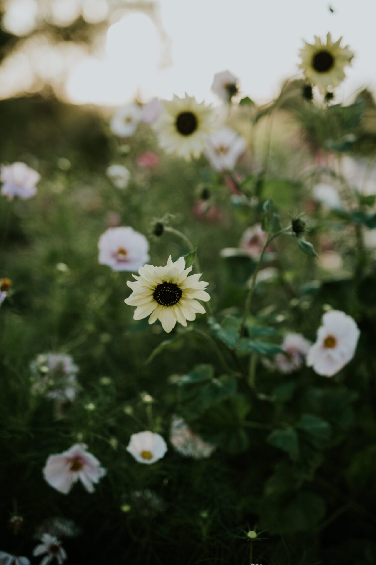 sunflowers (3).jpg