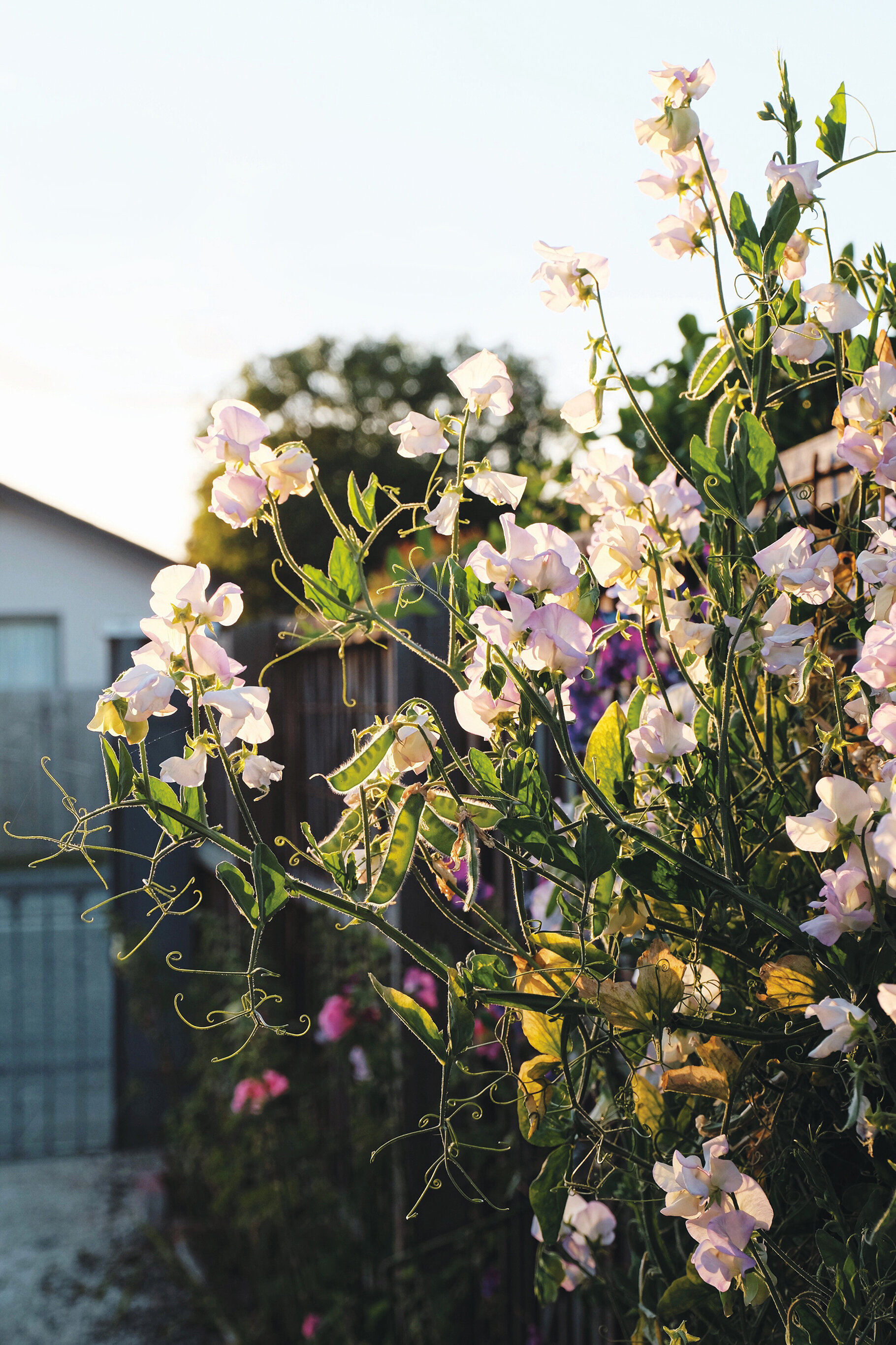 sweet peas6.jpg
