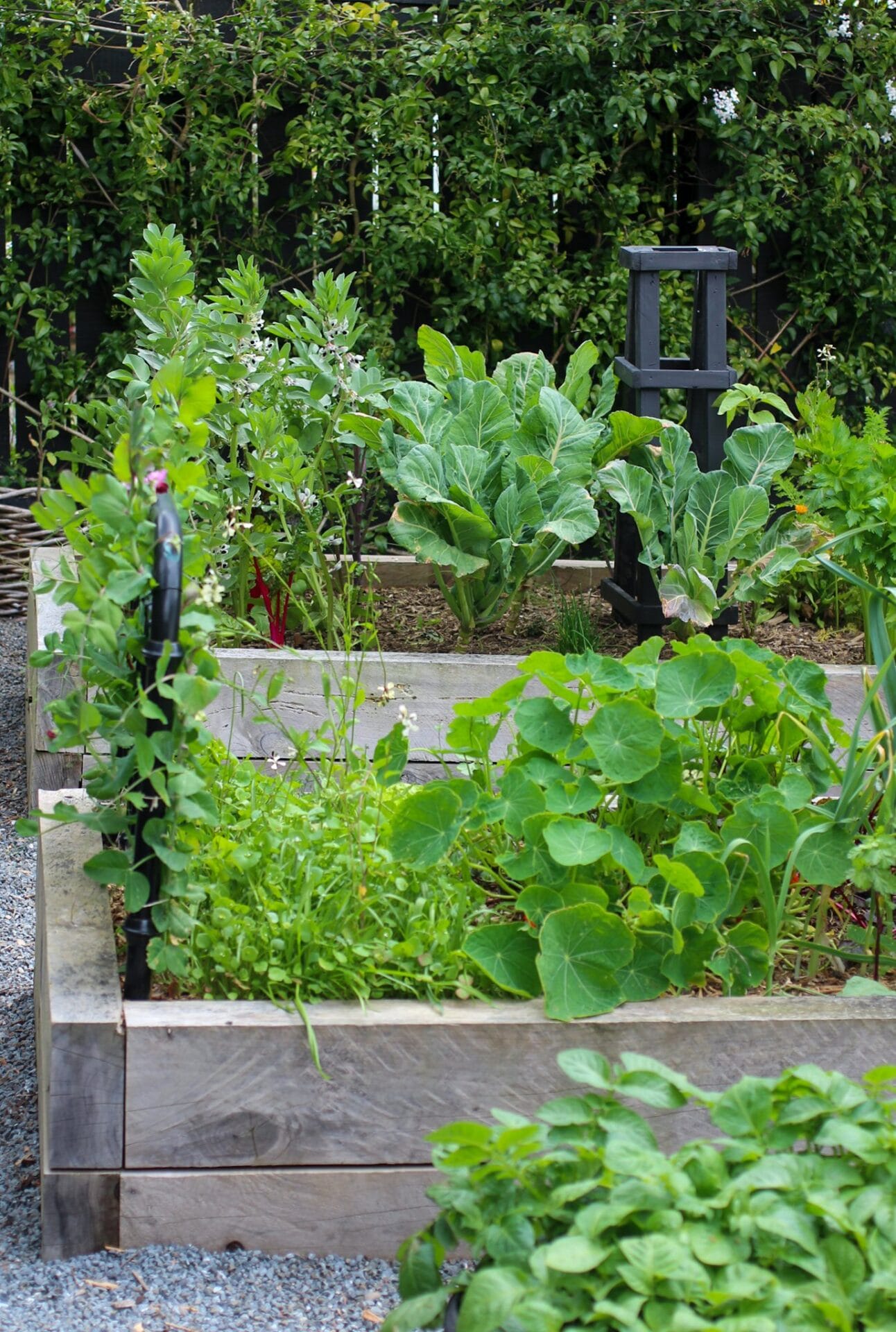 What to plant in a raised garden bed