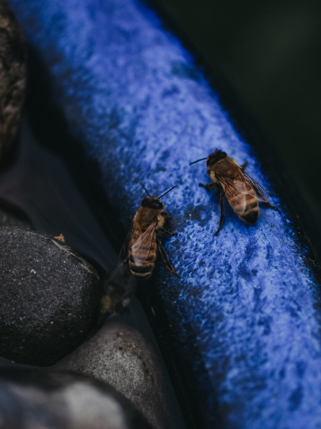 Bird bath - Pollinators