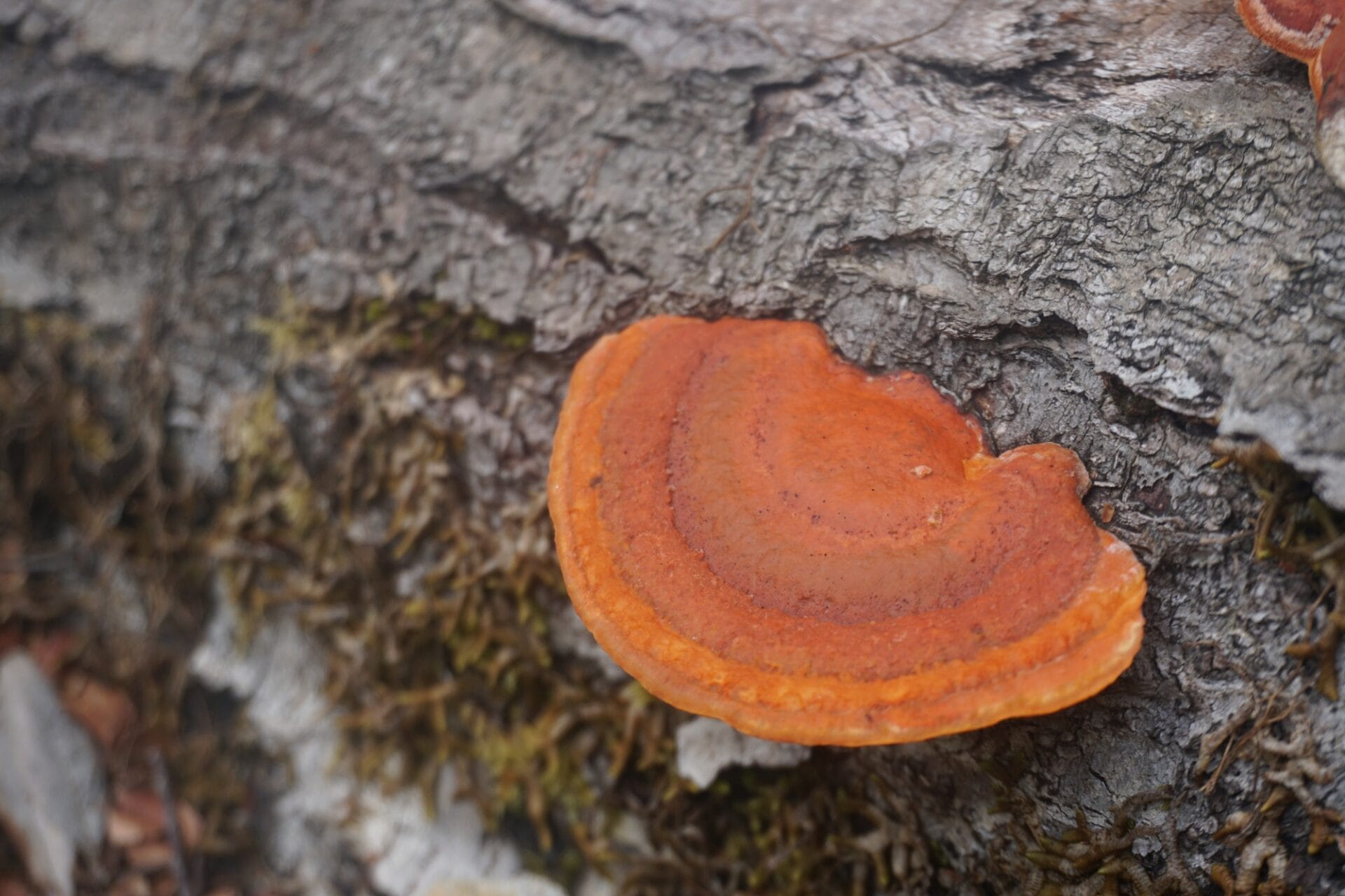 Bracket fungi Bracket fungi | Fungi of Aotearoa