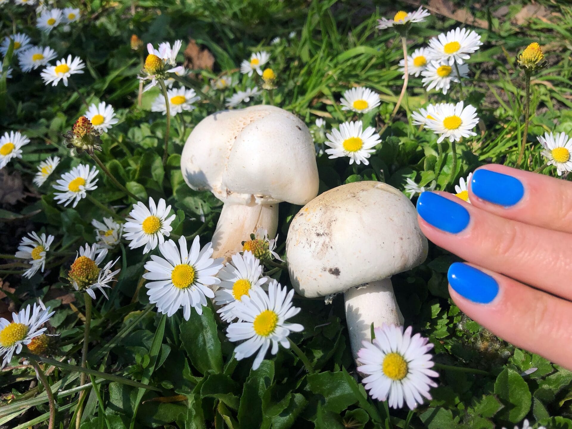 Mushrooms | Fungi of New Zealand Mushrooms | Fungi of New Zealand