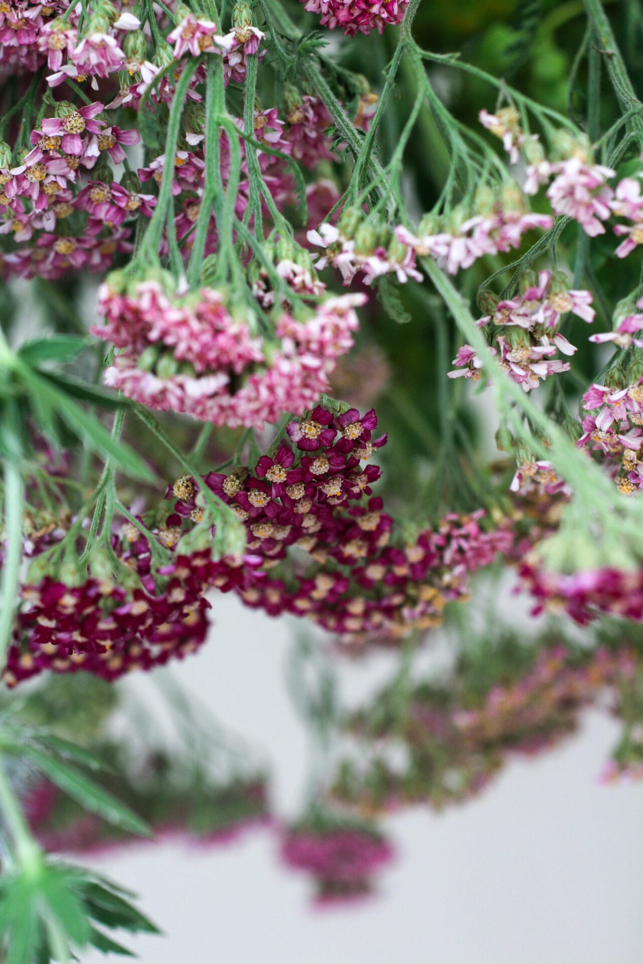 Achillea millefolium hanging to dry Achillea millefolium hanging to dry