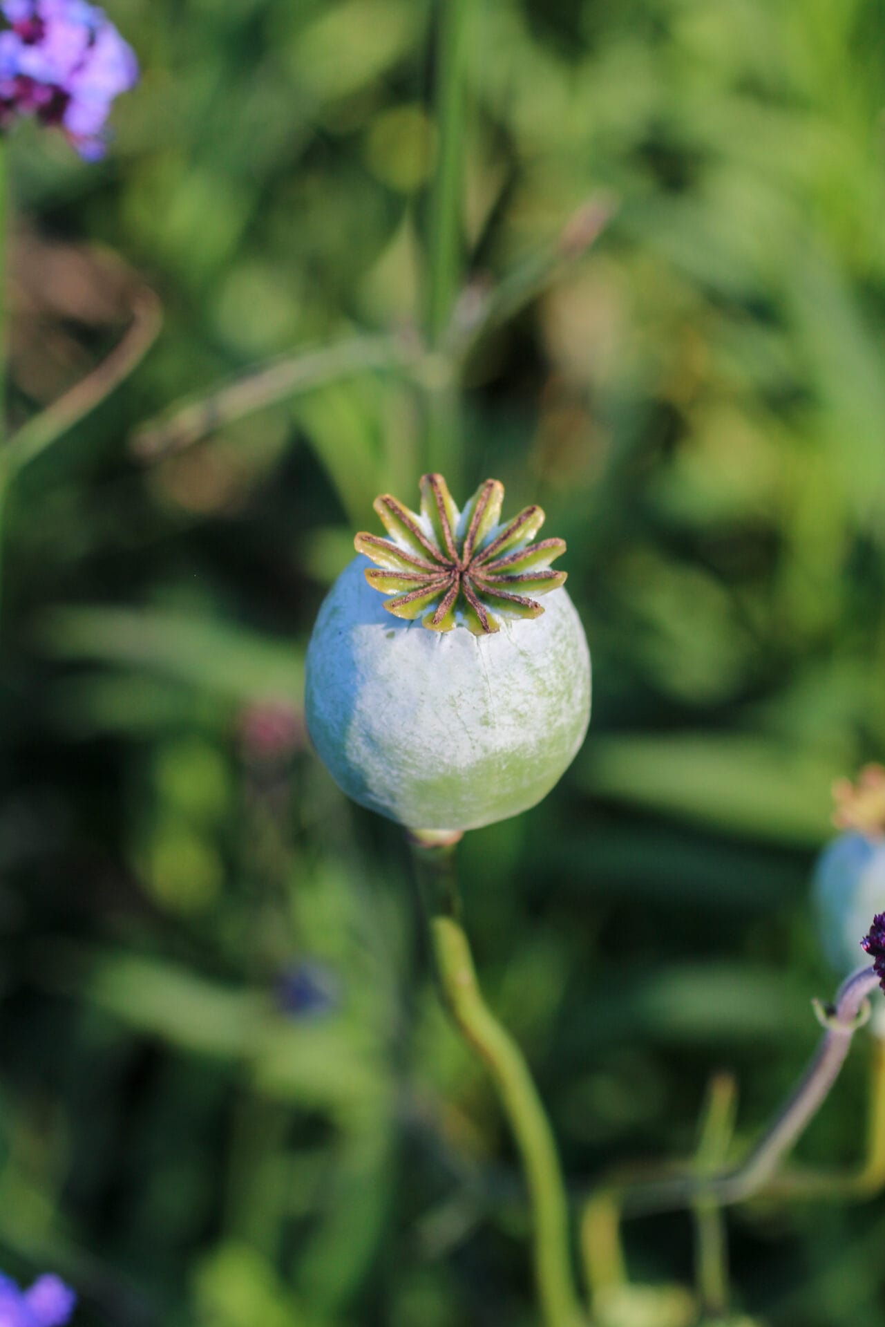Breadseed Poppy Seedhead in garden Breadseed Poppy Seedhead in garden