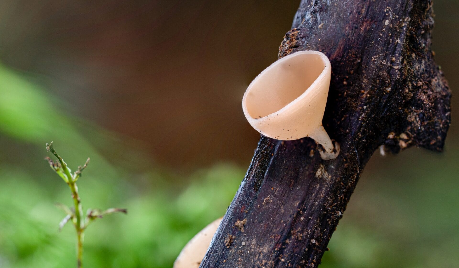 Cookeina colensoi Cup fungi | Fungi of NZ