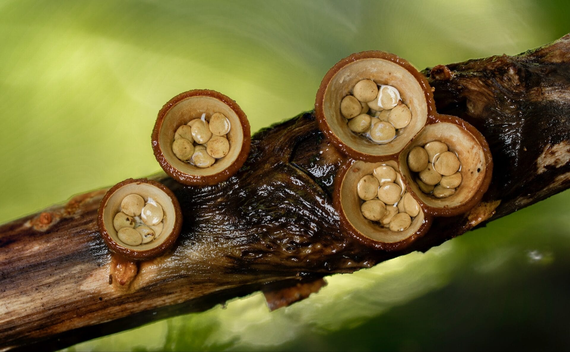 Crucibelum simile (was llaeve) Birds' nests | Fungi of NZ