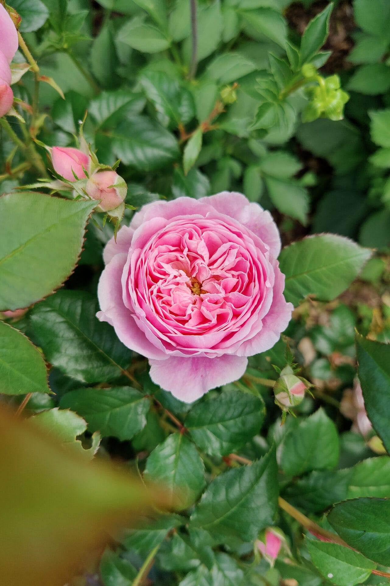 Cupcake Rose Cupcake Rose for dried arrangements