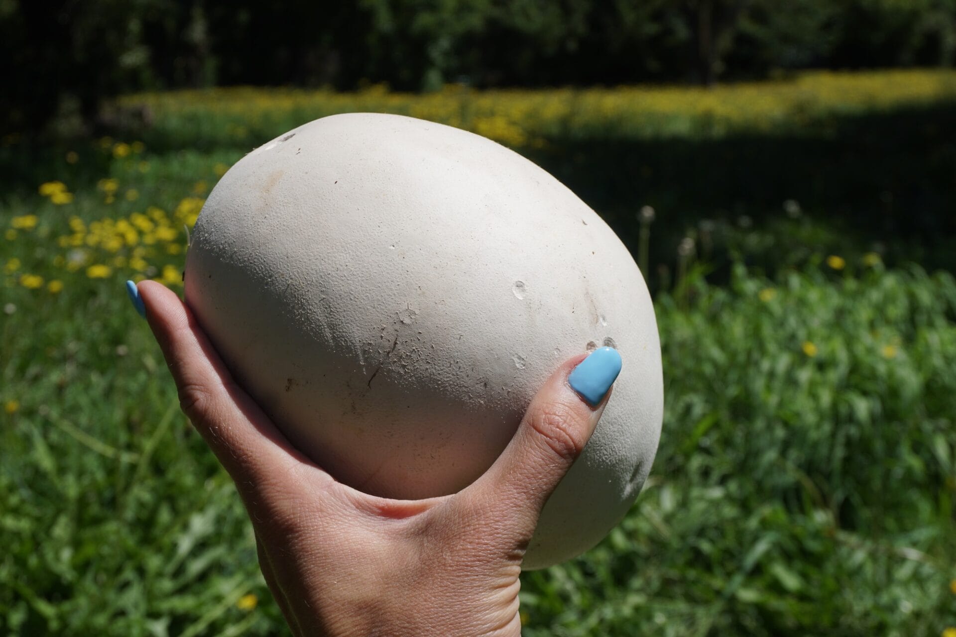 Puffballs | Fungi of NZ Puffballs | Fungi of NZ
