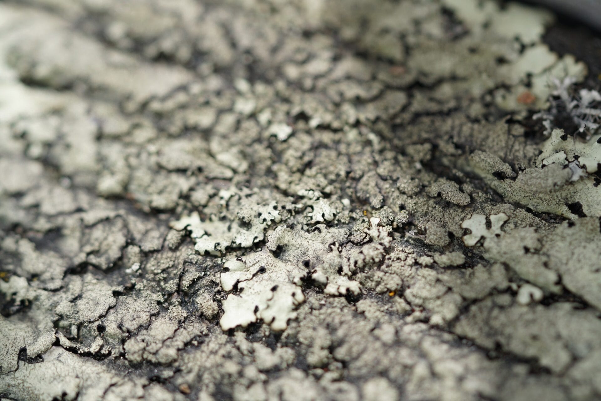 Lichens | Fungi of Aotearoa Lichens | Fungi of Aotearoa
