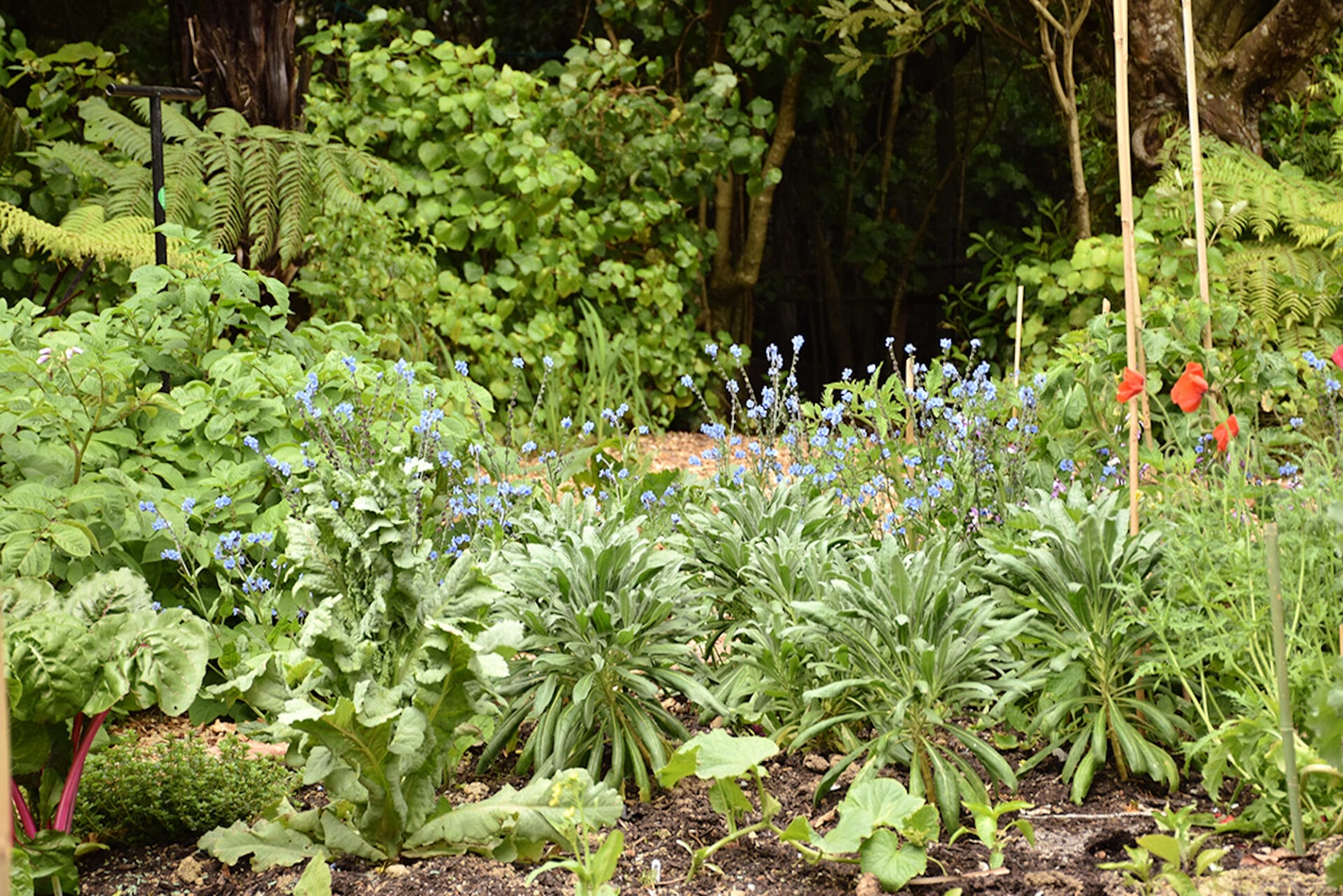 Forget-me-not garden Forget-me-not garden
